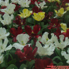tulipany (43)